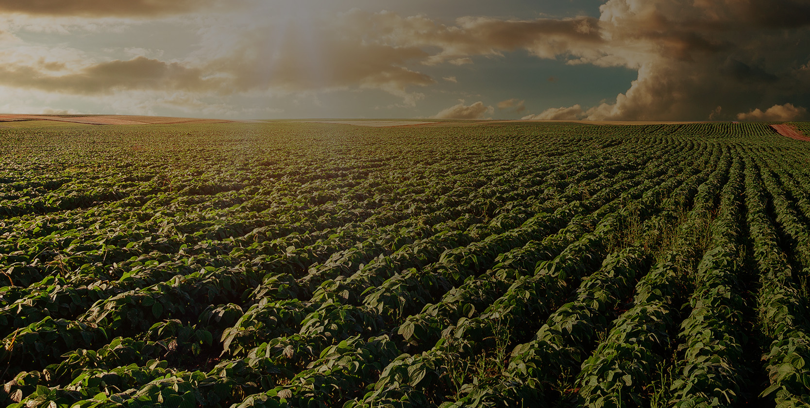 O escudo perfeito para sua planta.