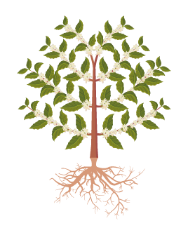 Florecimento | Chumbinho