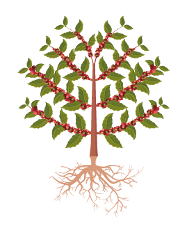 Enchimento de Grão | Maturação